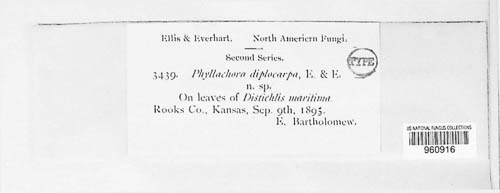 Phyllachora sylvatica image